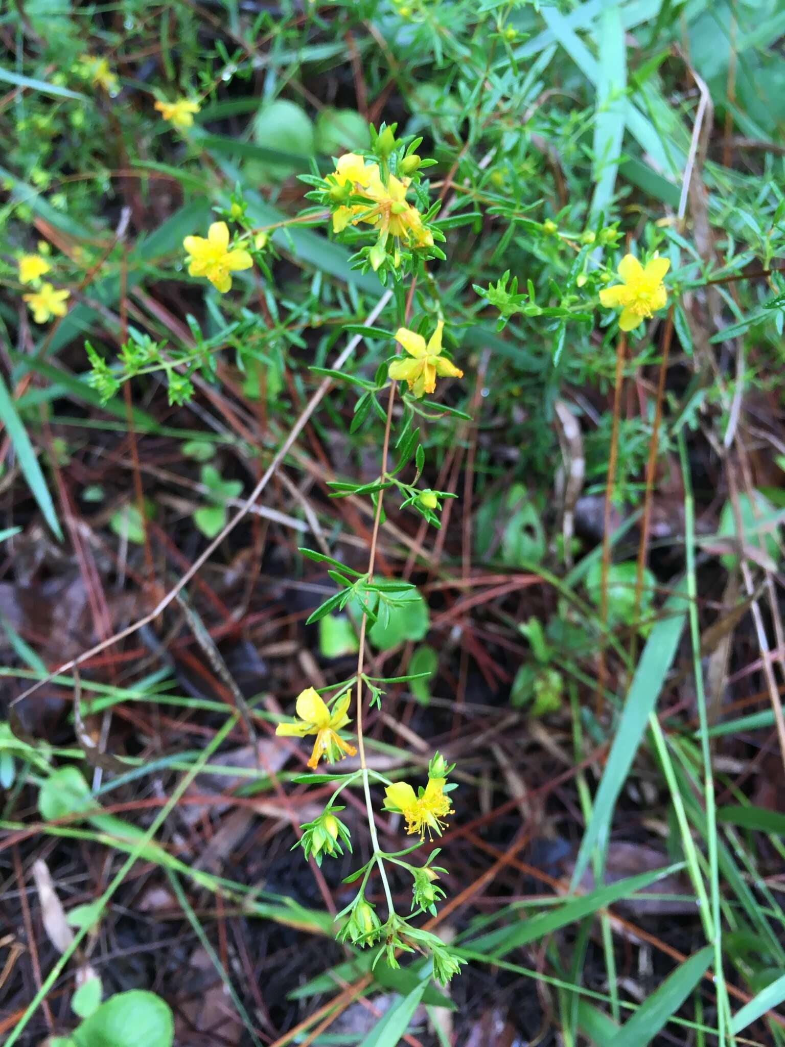 Hypericum galioides Lam.的圖片