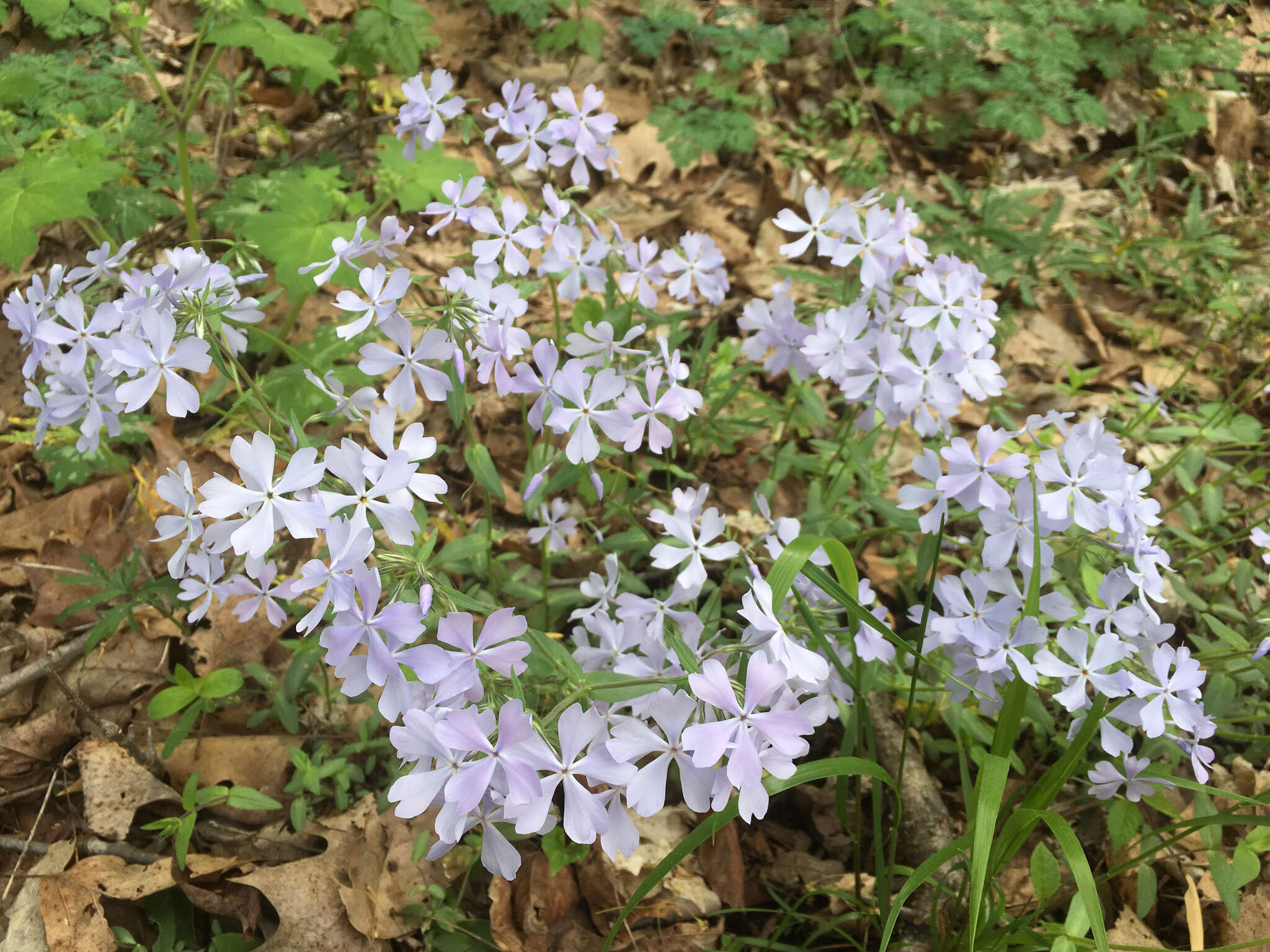 Image of wild blue phlox