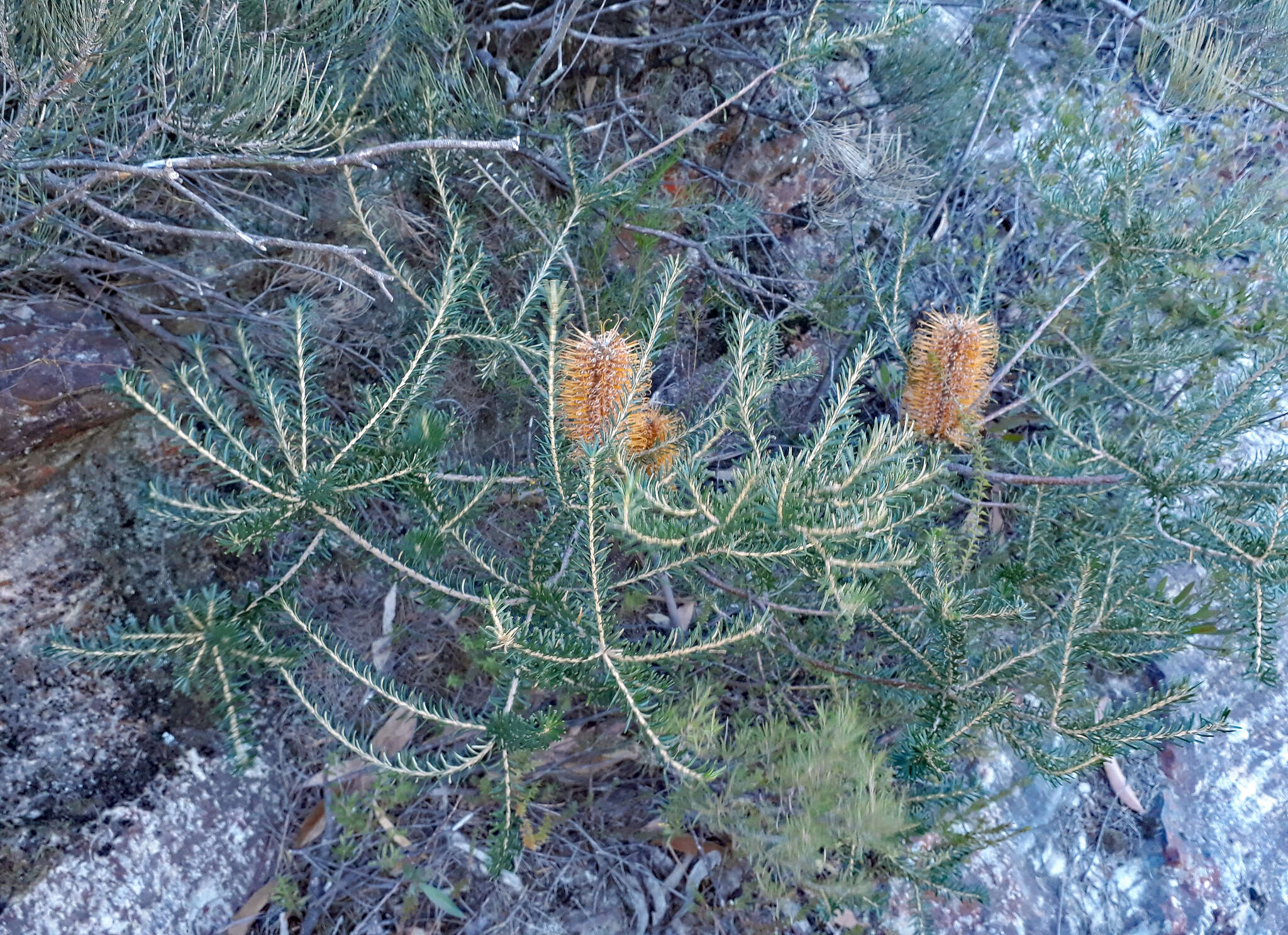 Image of heath-leaf banksia