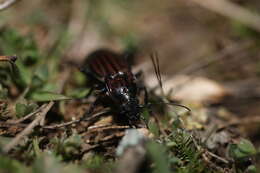 Image of Carabus (Ctenocarabus) melancholicus Fabricius 1798