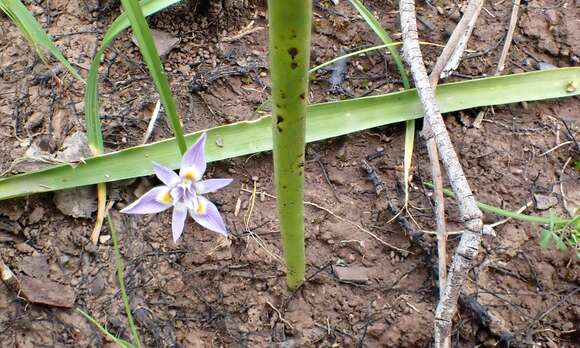 Image of Notched onion orchid