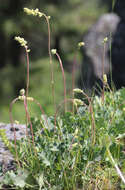 Image of gooseberryleaf alumroot