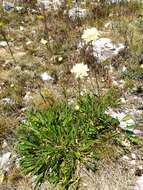 Image de Cephalaria coriacea (Willd.) Roem. & Schult. ex Steudel