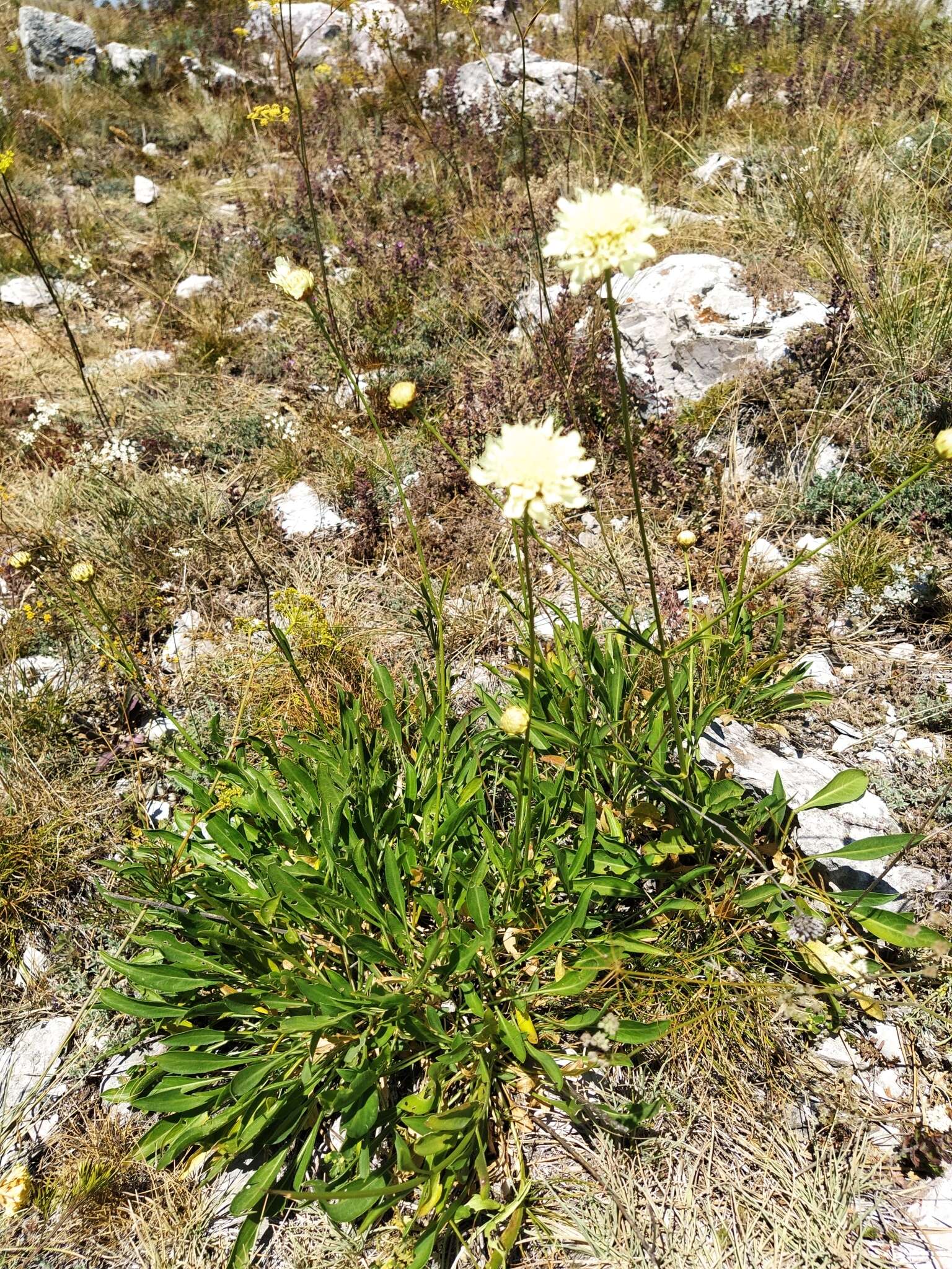 Image de Cephalaria coriacea (Willd.) Roem. & Schult. ex Steudel