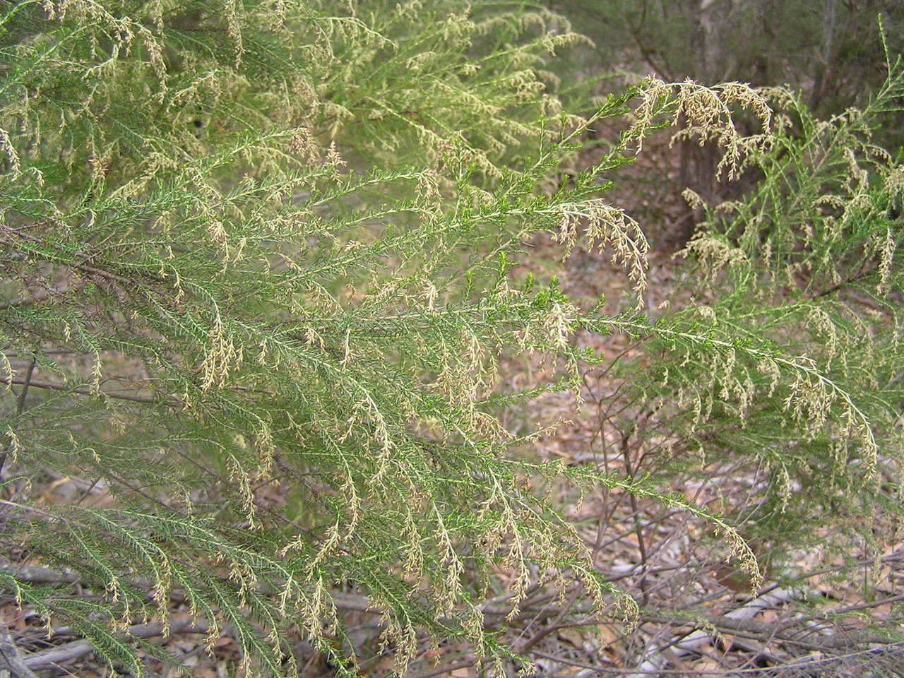 Image de Cassinia sifton Orchard