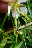 Image of Fringed sandwort