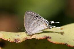 Imagem de Leptomyrina hirundo (Wallengren 1857)