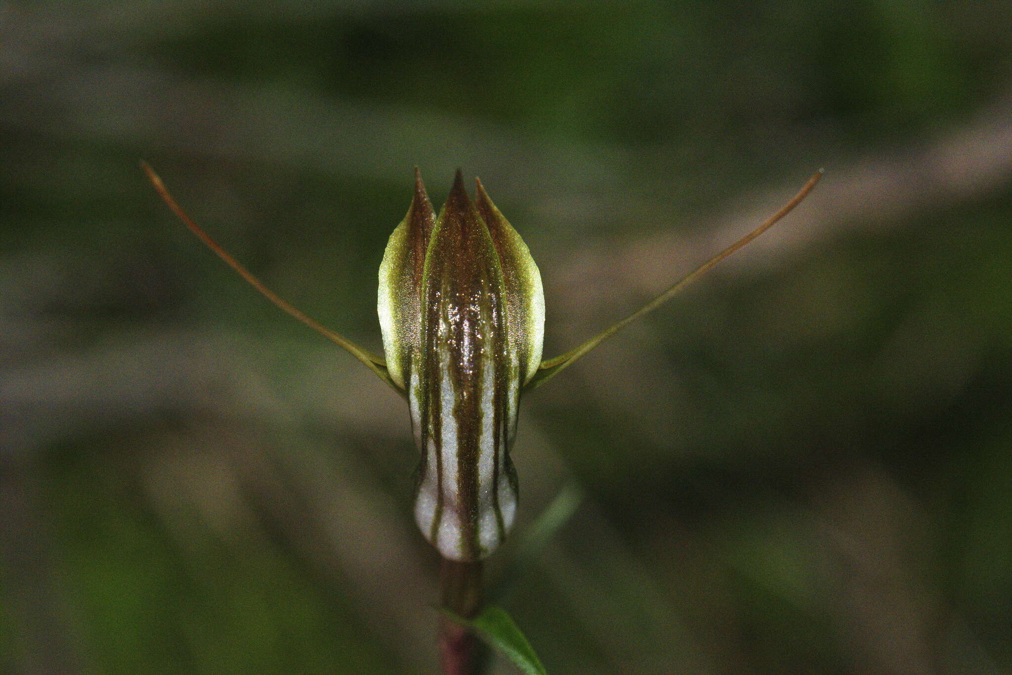 Image of Trowel leaved greenhood orchid