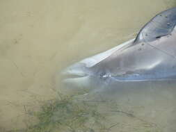 Image of Black Sea harbour porpoise