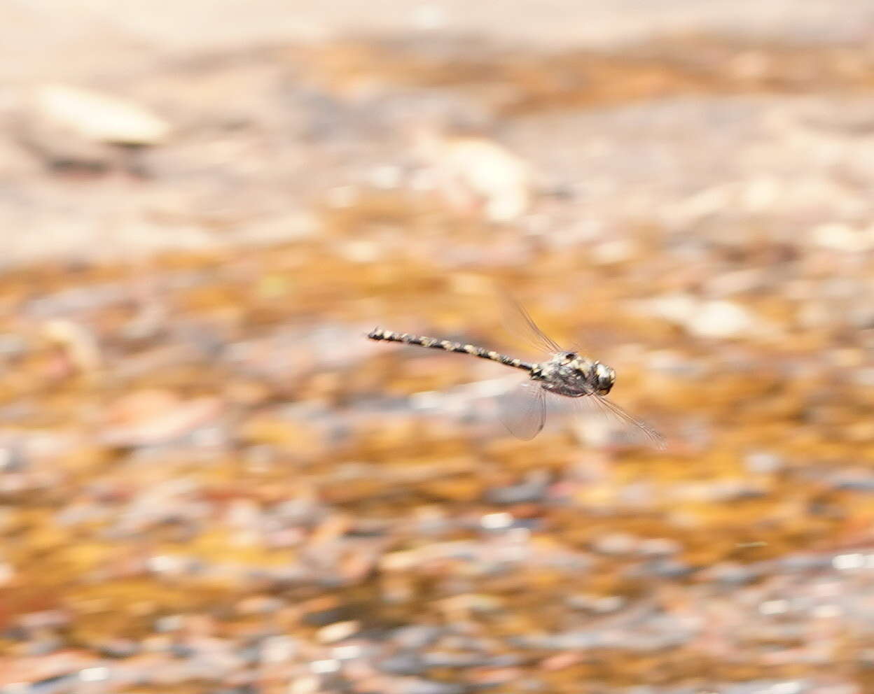 Image of Austroaeschna subapicalis Theischinger 1982