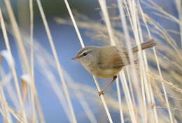 Image of Yellow-bellied Bush Warbler