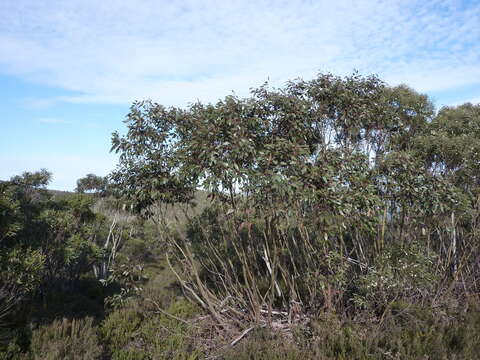 صورة Eucalyptus glaucescens Maiden & Blakely