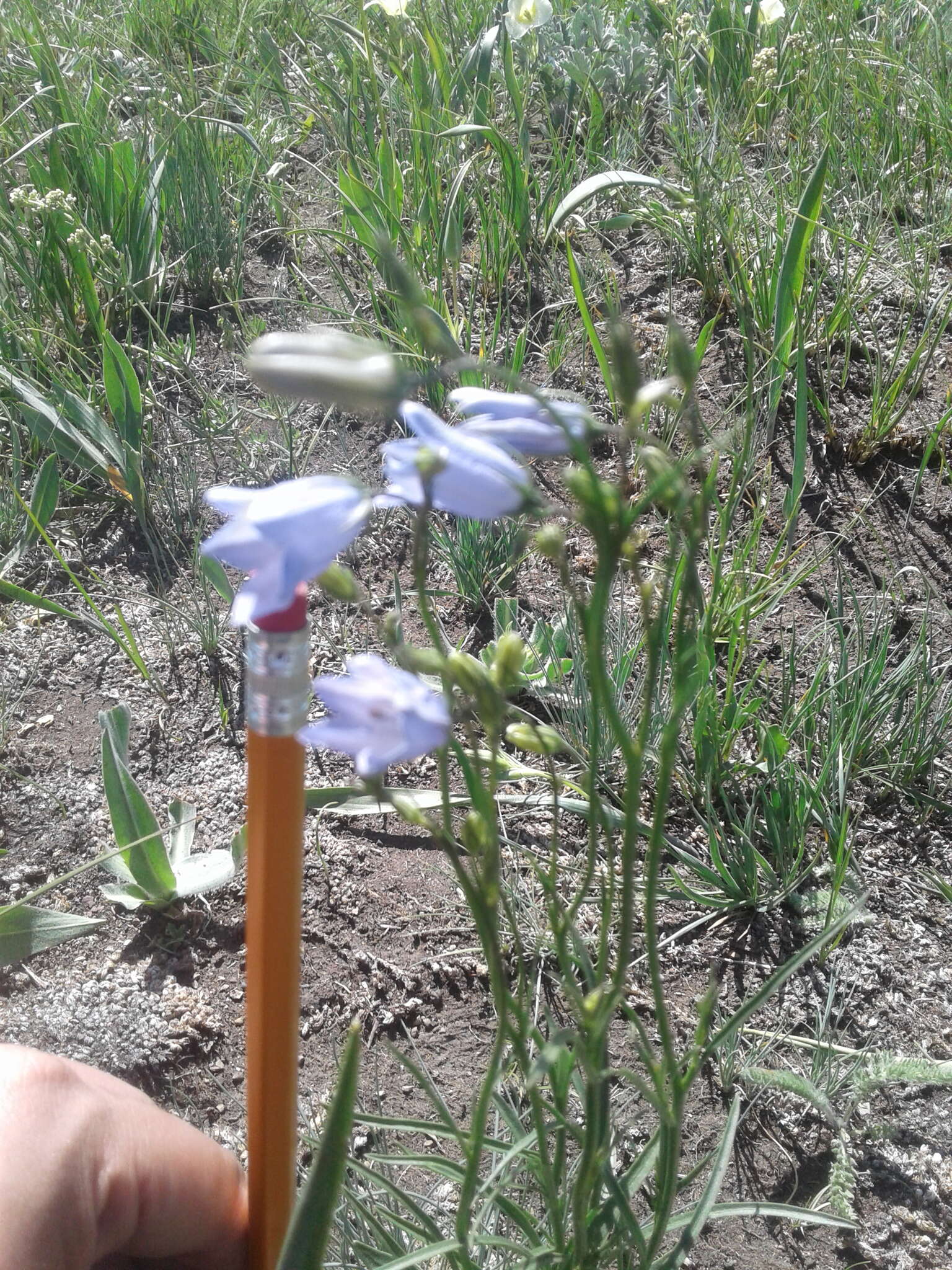 Imagem de Campanula alaskana (A. Gray) W. Wight ex J. P. Anderson