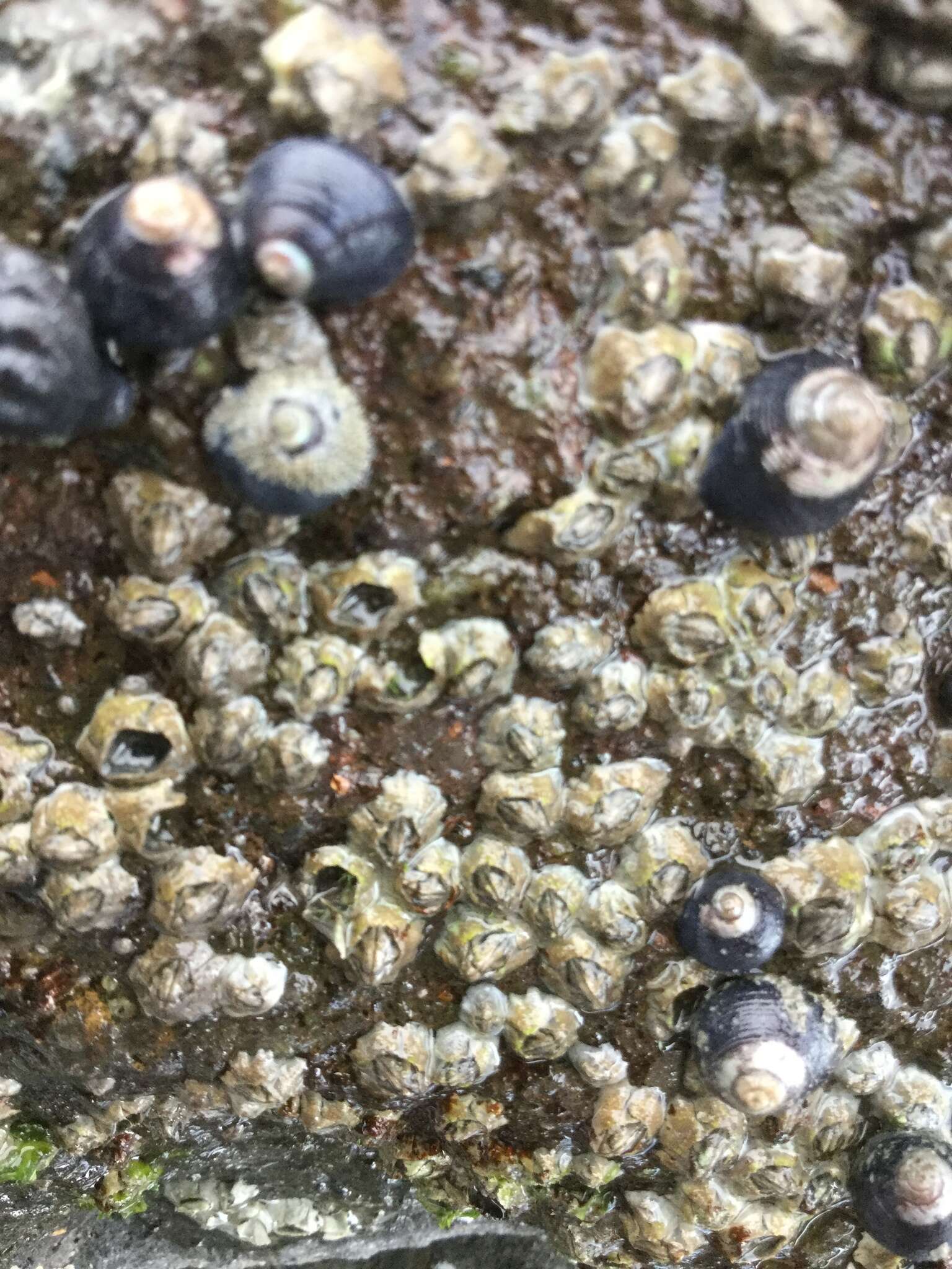 Image of New Zealand barnacle