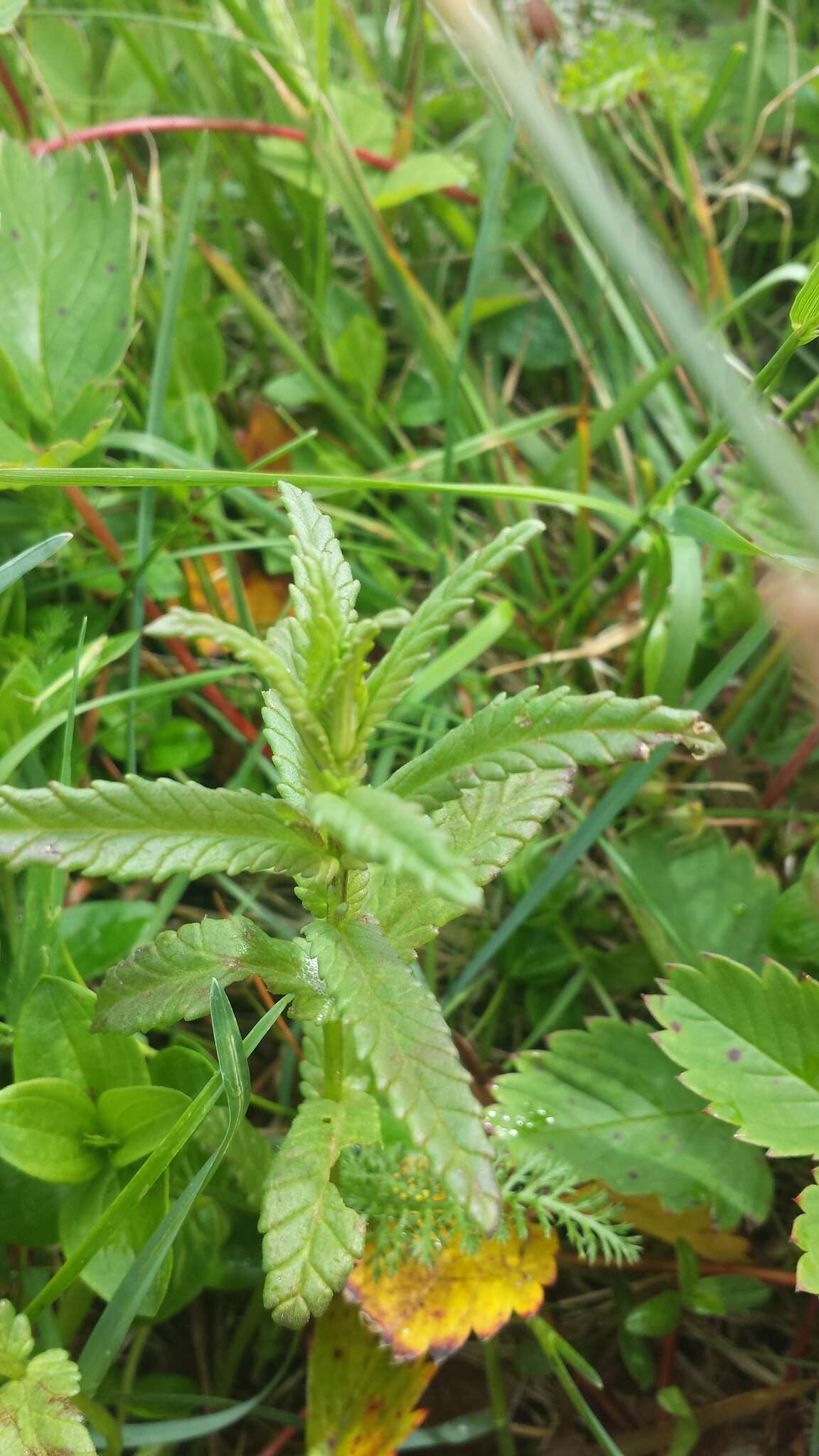 Plancia ëd Rhinanthus minor L.