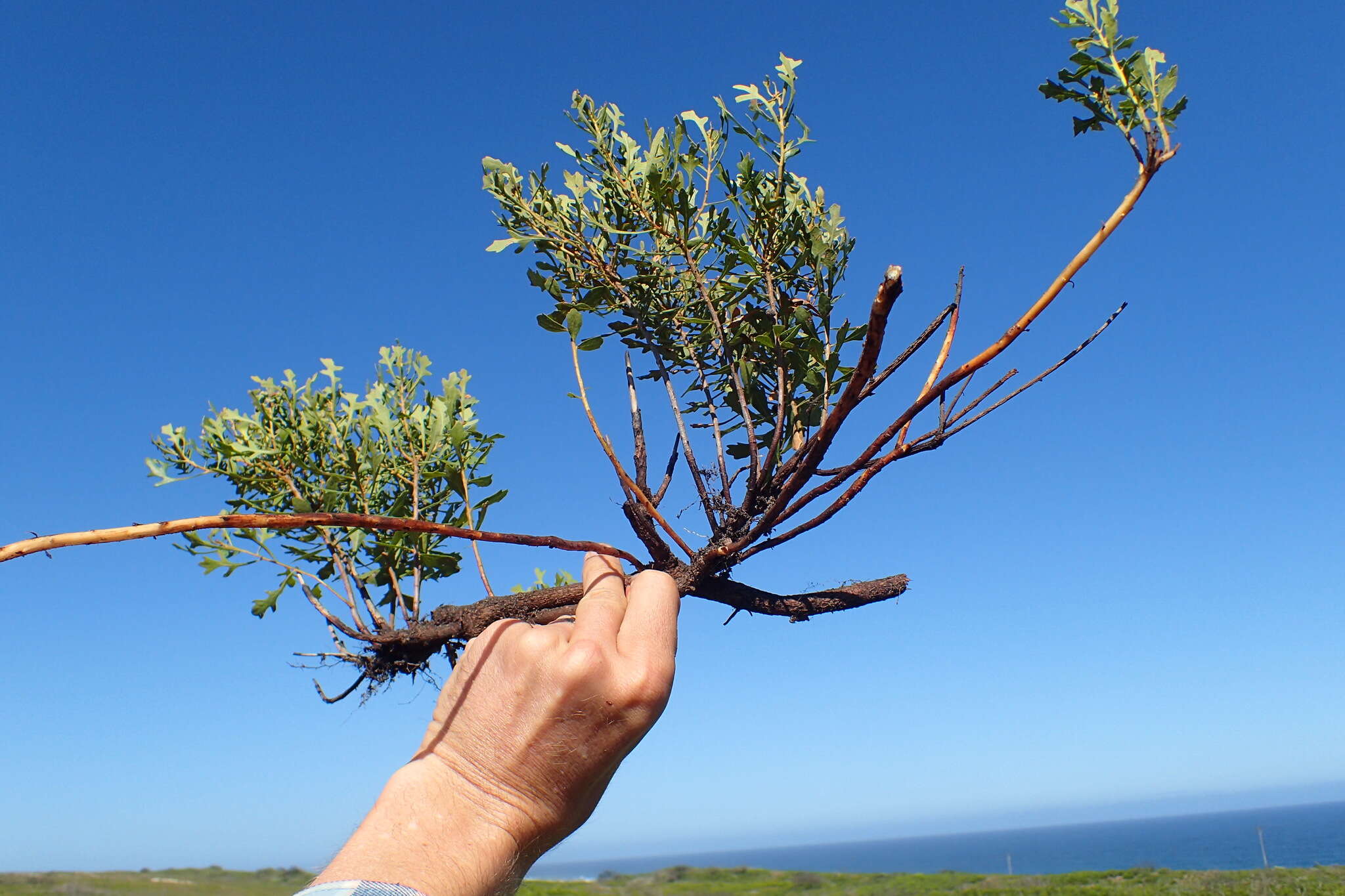 Image of Morella quercifolia (L.) D. J. B. Killick