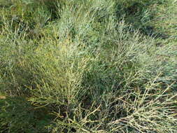 Image of Baccharis notosergila Griseb.