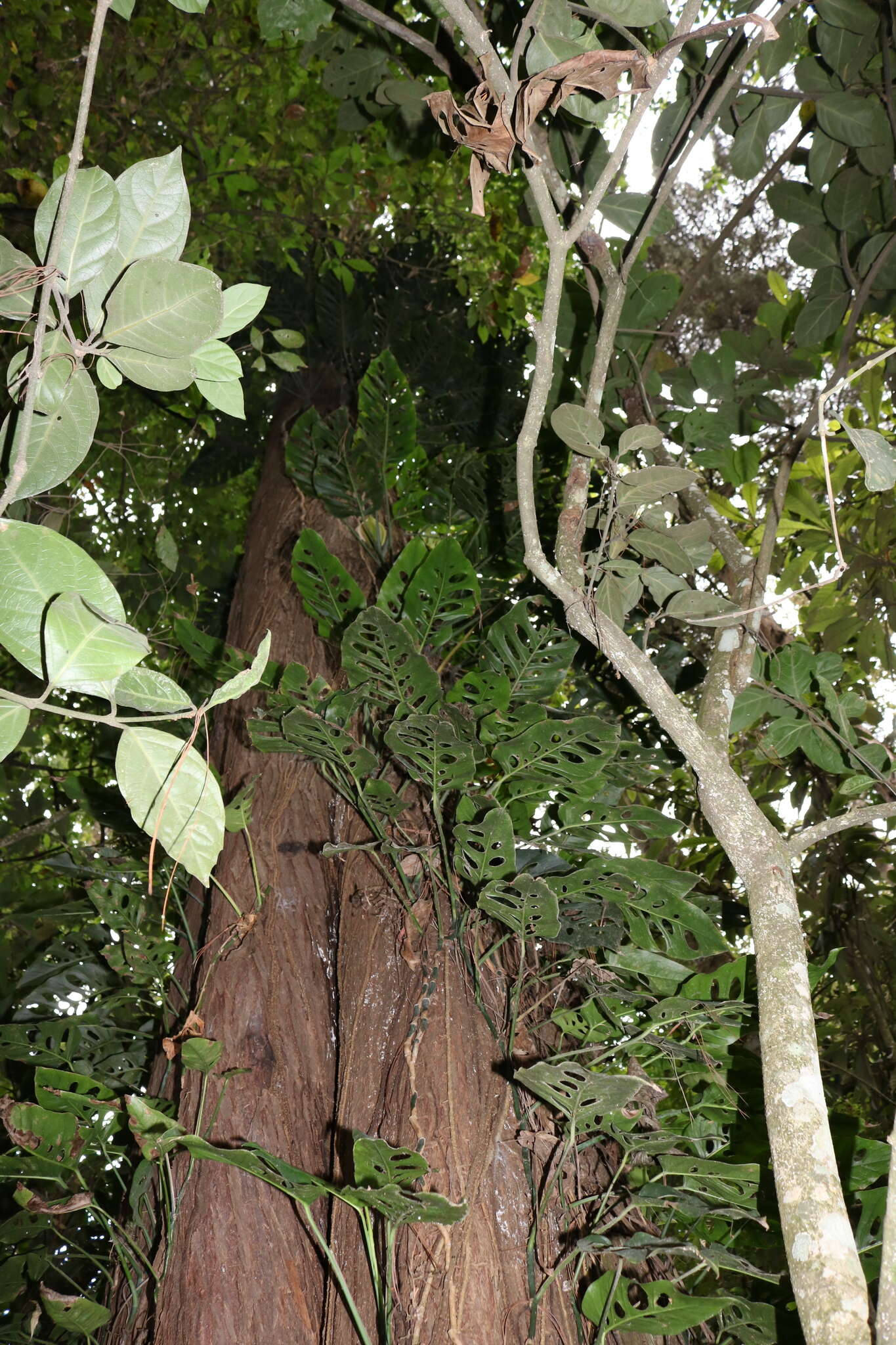 Image of Monstera siltepecana Matuda