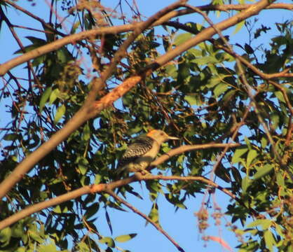 Image of Golden-fronted Woodpecker