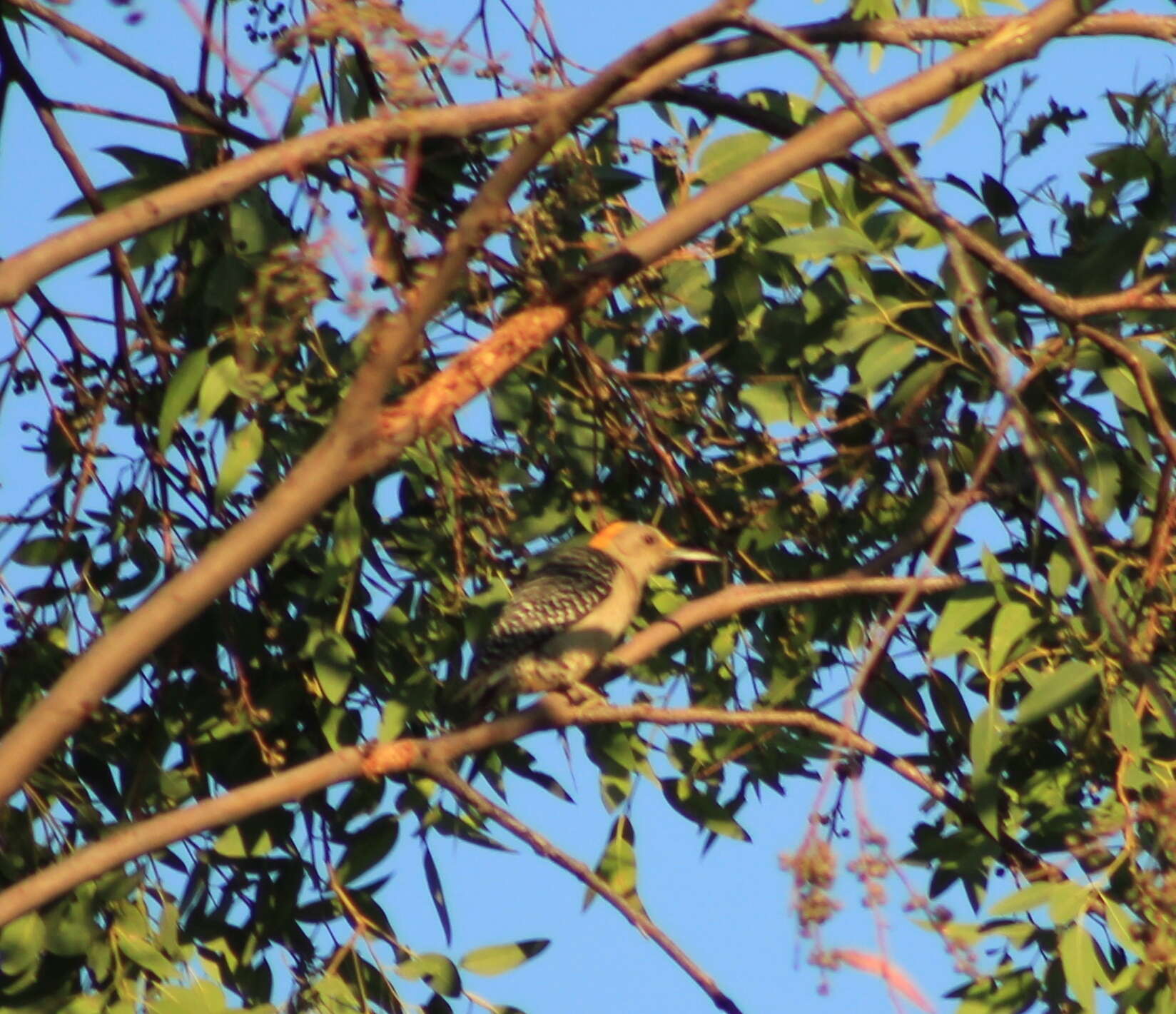 Image of Golden-fronted Woodpecker