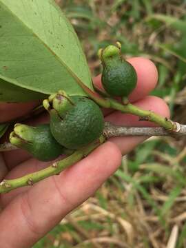 Image of Purple Strawberry Guava