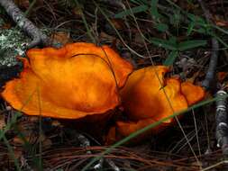 Plancia ëd Omphalotus subilludens (Murrill) H. E. Bigelow 1982