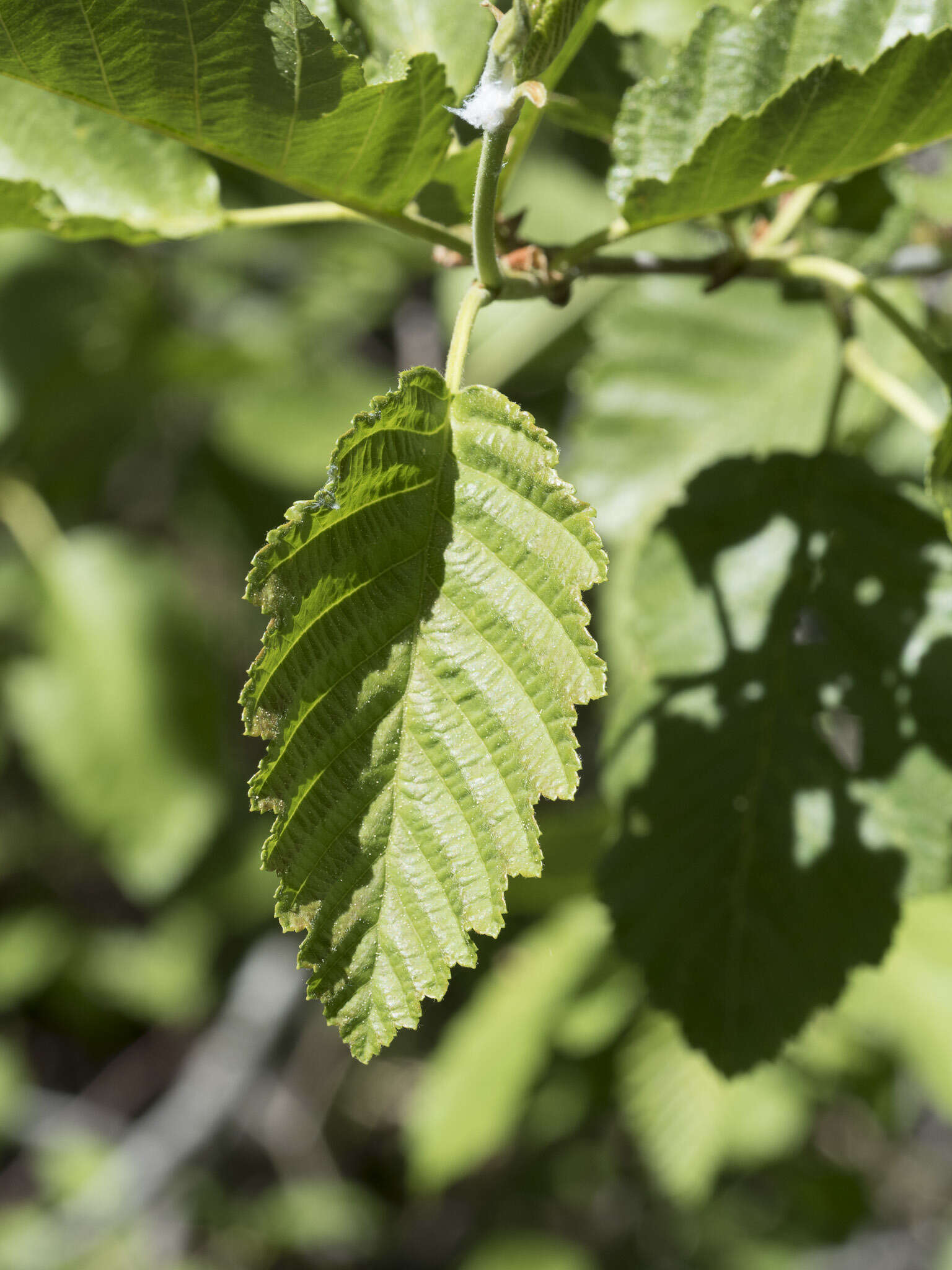 Image of thinleaf alder