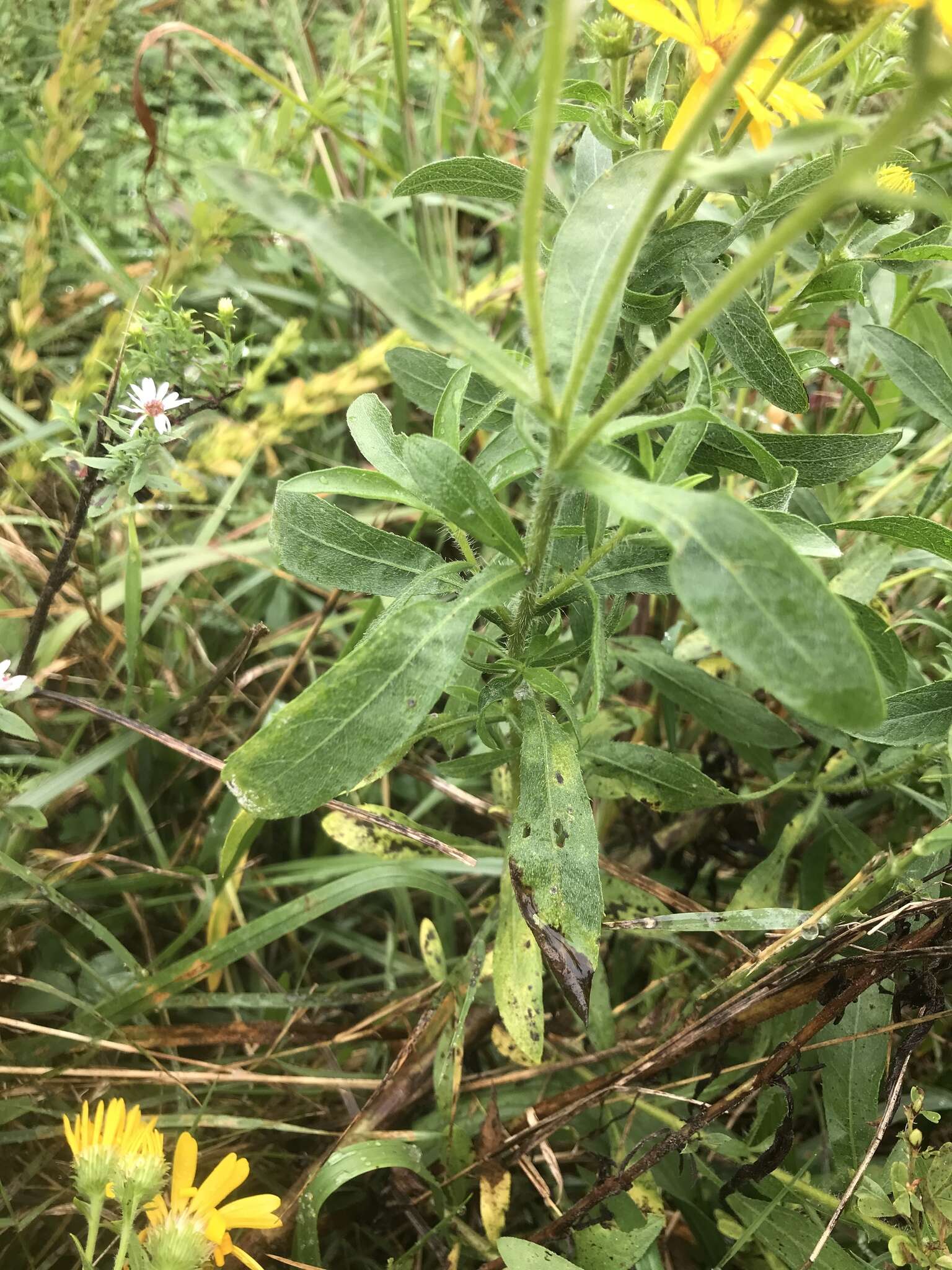 Image of Heterotheca camporum var. glandulissima