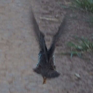 Image of Heuglin's Spurfowl