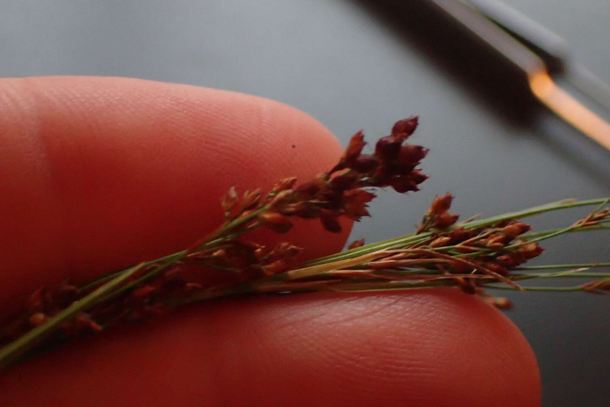 Image of Elliott's Beak Sedge