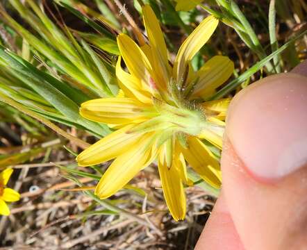 صورة Agoseris heterophylla var. cryptopleura Greene