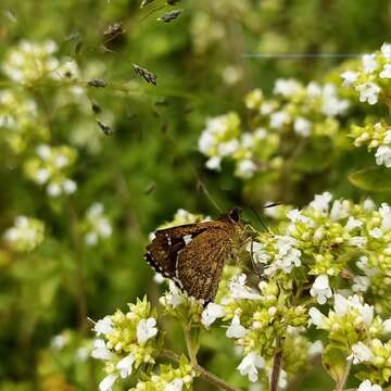 Image of Taractrocera danna Moore 1865