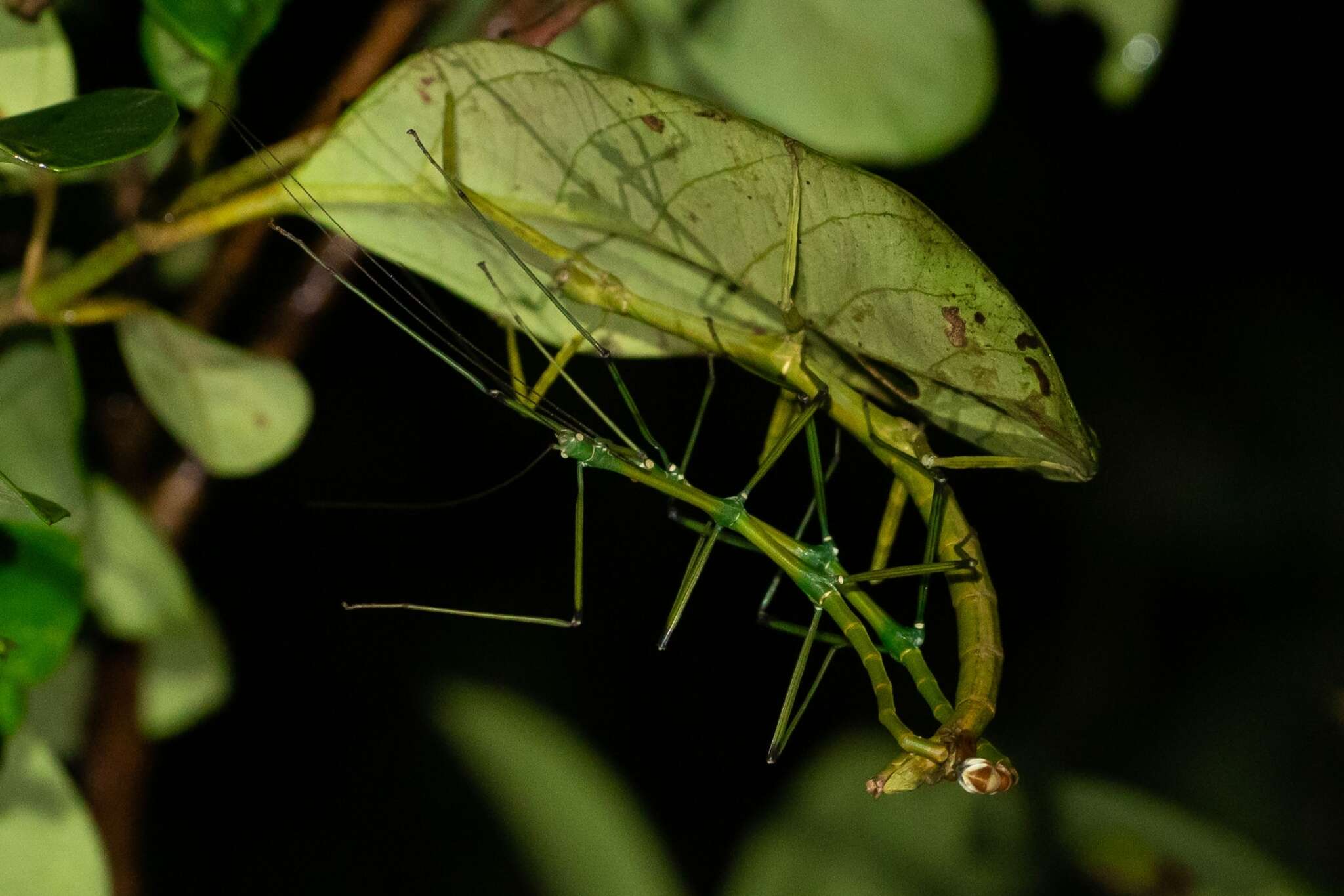 Image of Phraortes stomphax (Westwood 1859)