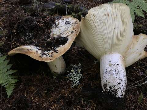 Image of Russula brevipes Peck 1890