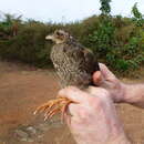 Image of Ahanta Francolin