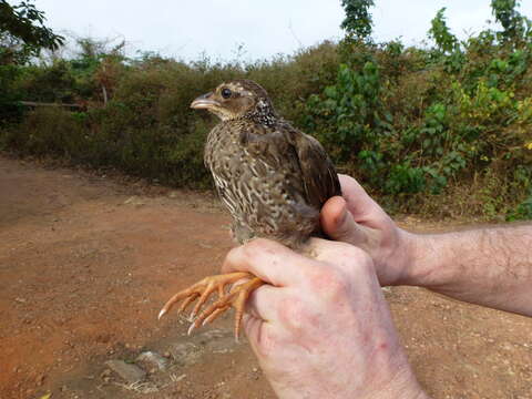 Pternistis ahantensis (Temminck 1854)的圖片