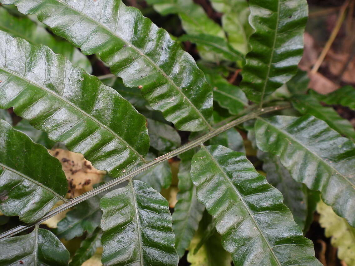 Image of Bolbitis angustipinna (Hayata) Itô