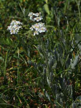 Achillea clavennae L. resmi