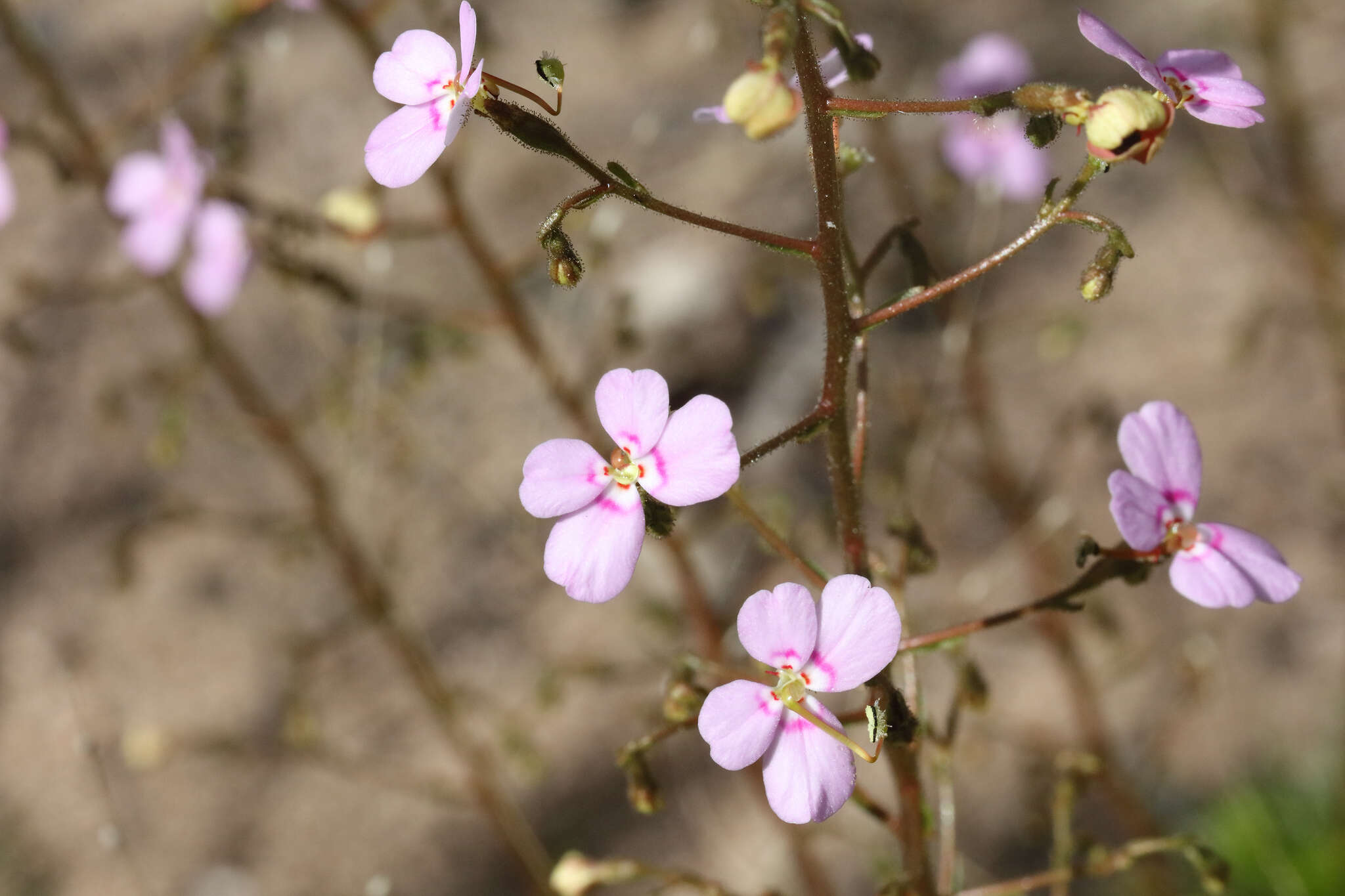 Image of Stylidium laricifolium Rich.