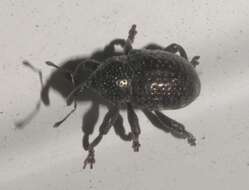 Image of Chalcodermus aeneus Dejean 1835