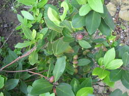 Image of Common Poison Bush