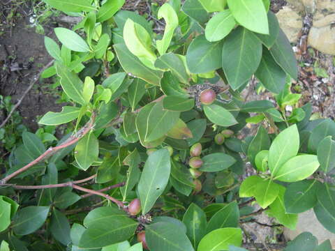 Image of Acokanthera oppositifolia (Lam.) Codd