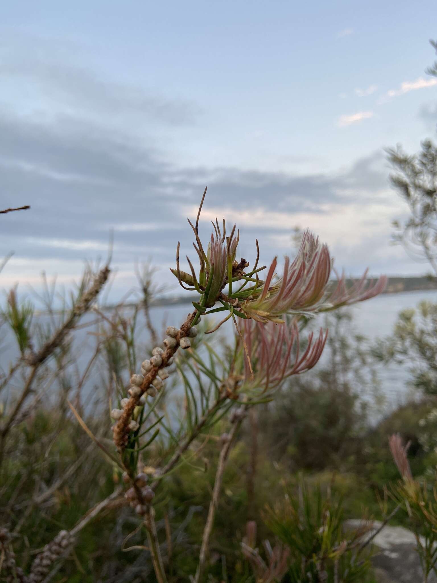 صورة Callistemon linearis (Schrad. & Wendl.) Colv. ex Sweet