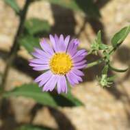 Imagem de Dieteria asteroides var. asteroides