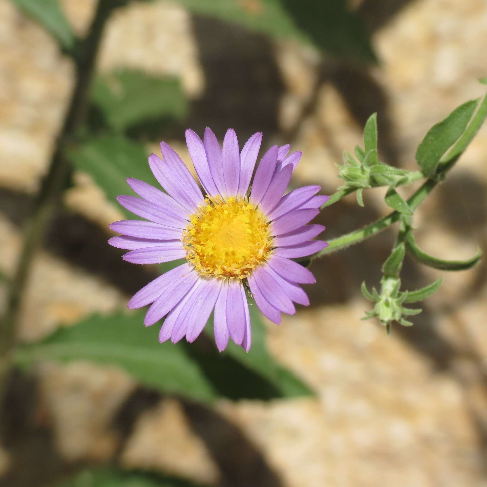 Imagem de Dieteria asteroides var. asteroides