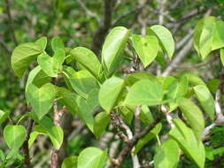 Image of Jatropha gaumeri Greenm.