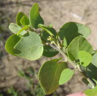 Image de Cissampelos capensis Thunb.