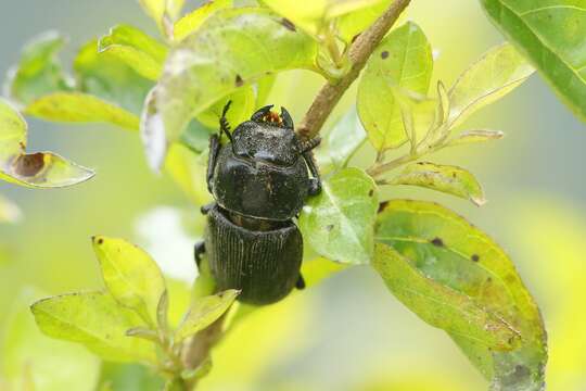 Image of Dorcus ritsemae khaoyaiensis Baba 2012