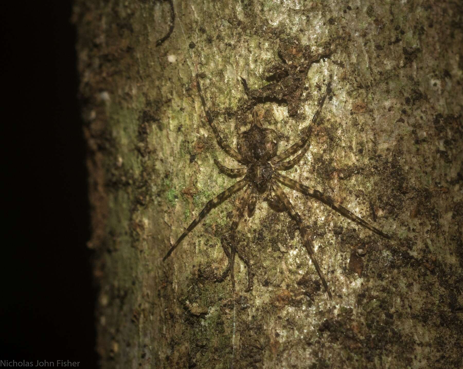 Image of Tamopsis brachycauda Baehr & Baehr 1987