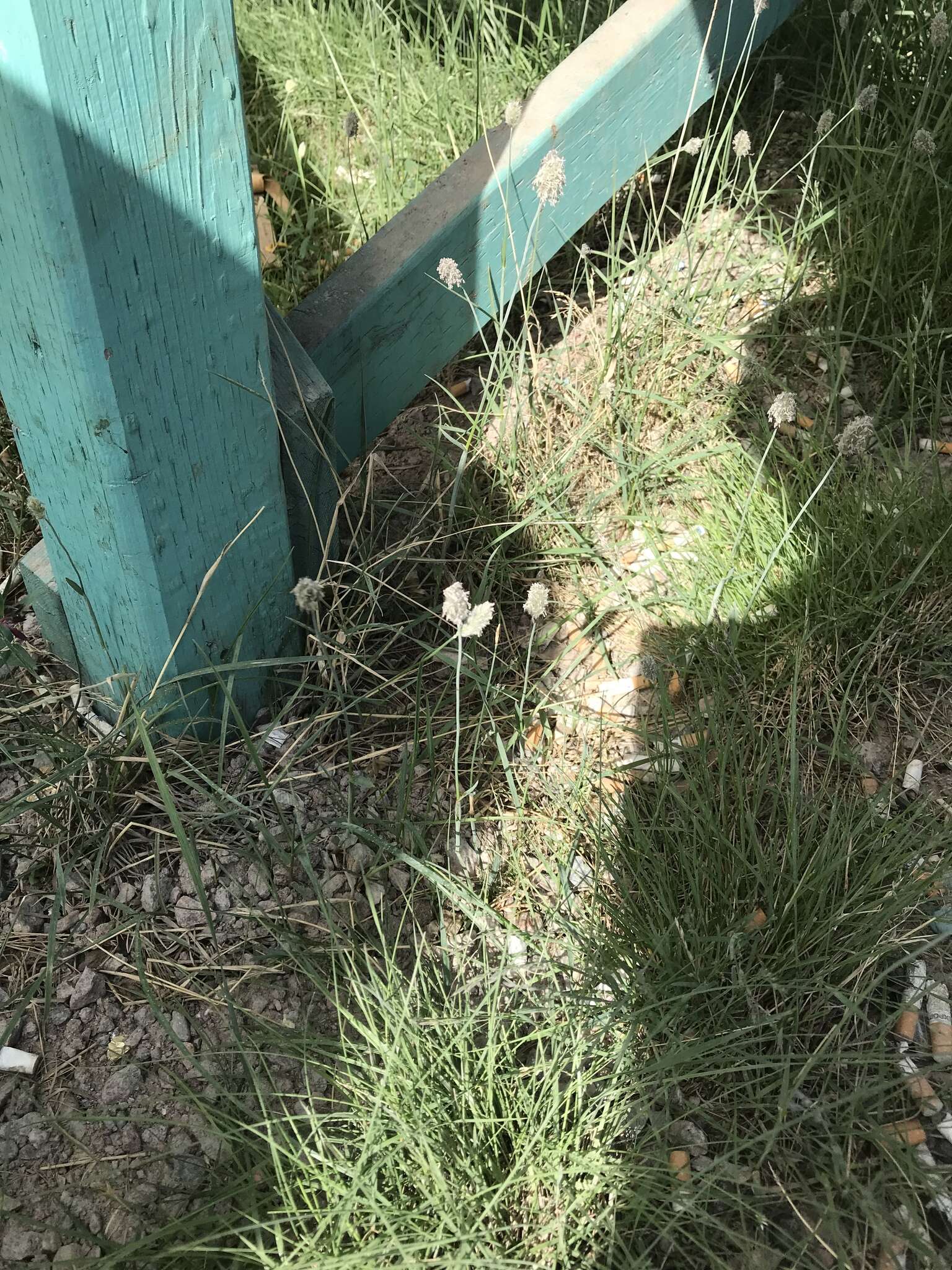 Image of Alpine Foxtail